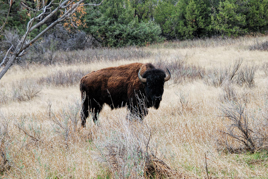 Theodore Roosevelt National Park Photograph - American Bison by Phyllis Taylor