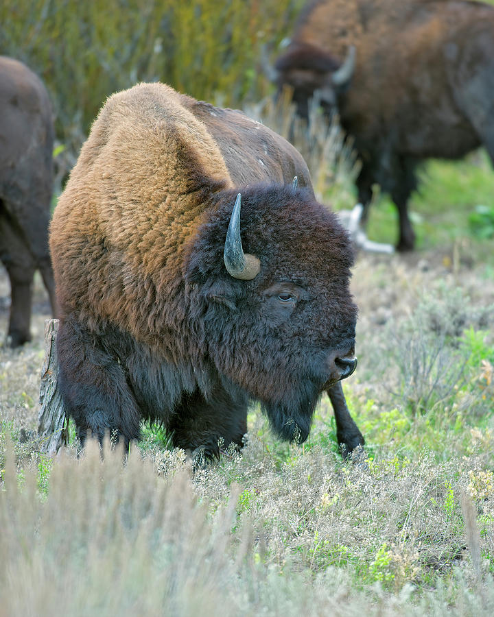 American Bison profile Photograph by Gary Langley