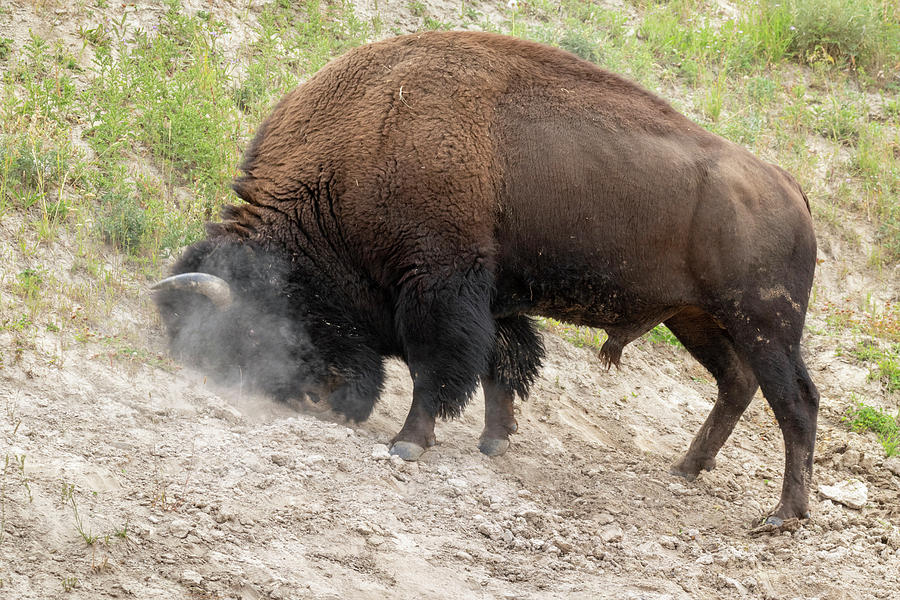 American Bison Rubbing Head On Ground Photograph by Ivan Kuzmin
