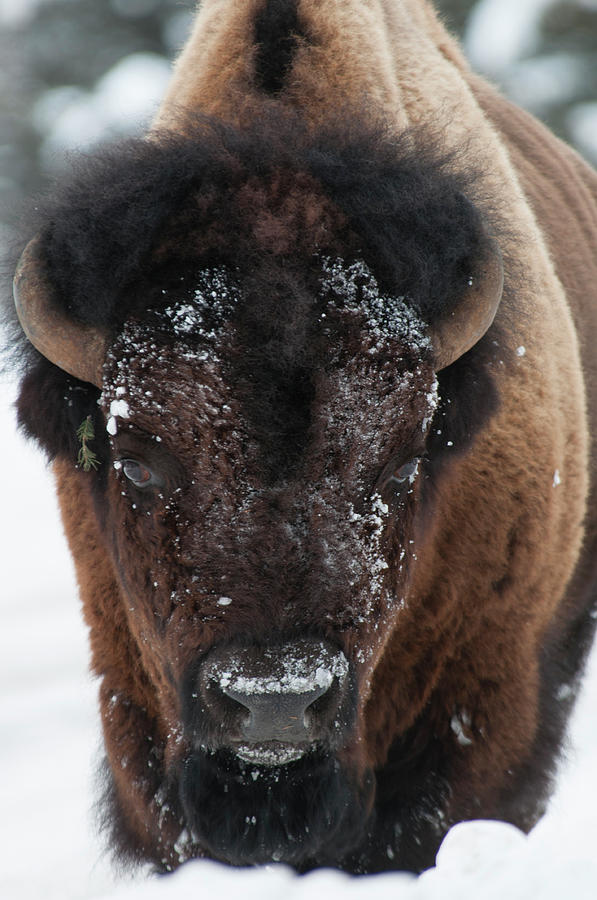 American Bison - Winter In Yellowstone Photograph