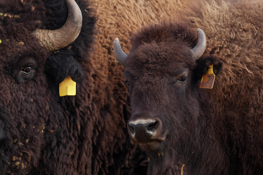 American Bison With Tagged Ear, Janos Biosphere Reserve Photograph by ...