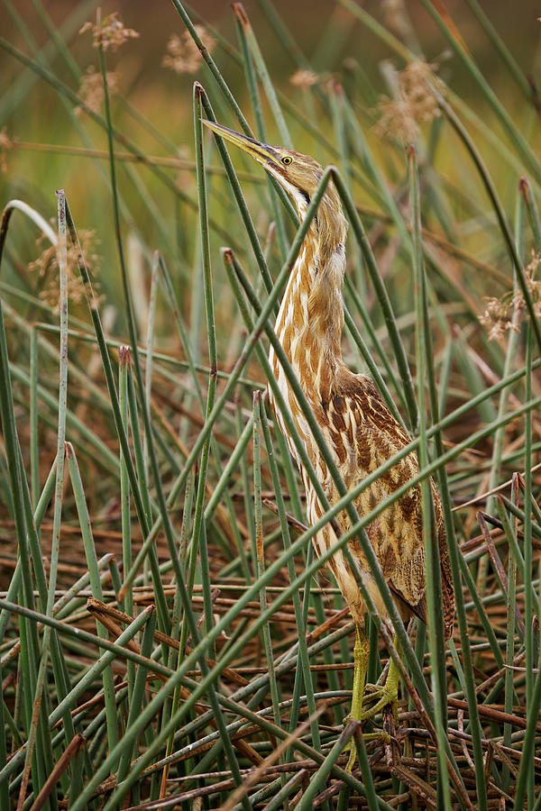 Birds Photograph - American Bittern At Dawn by Doug Herr Birds Photograph - American Bittern At Dawn by Doug Herr