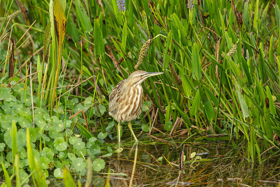 American Bittern In Florida Wetland Photograph by James Zipp