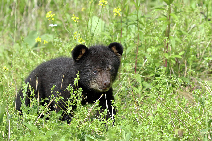 American Black Bear Cub Photograph by David Kenny