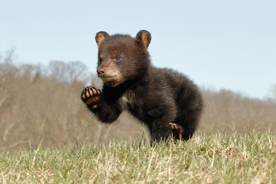 American Black Bear Cub Running Photograph by David Kenny