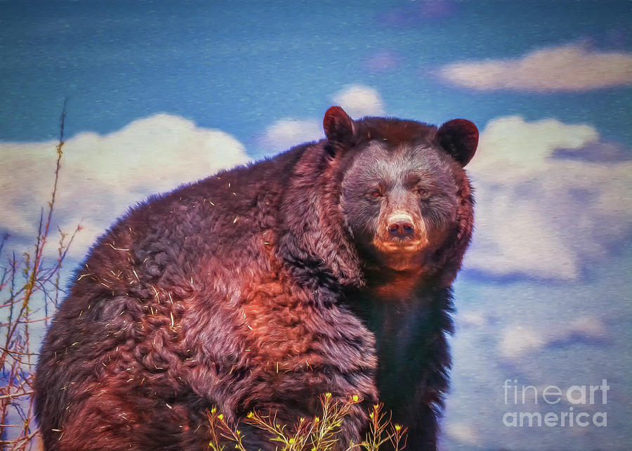 Wildlife Photograph - American Black Bear by Janice Pariza