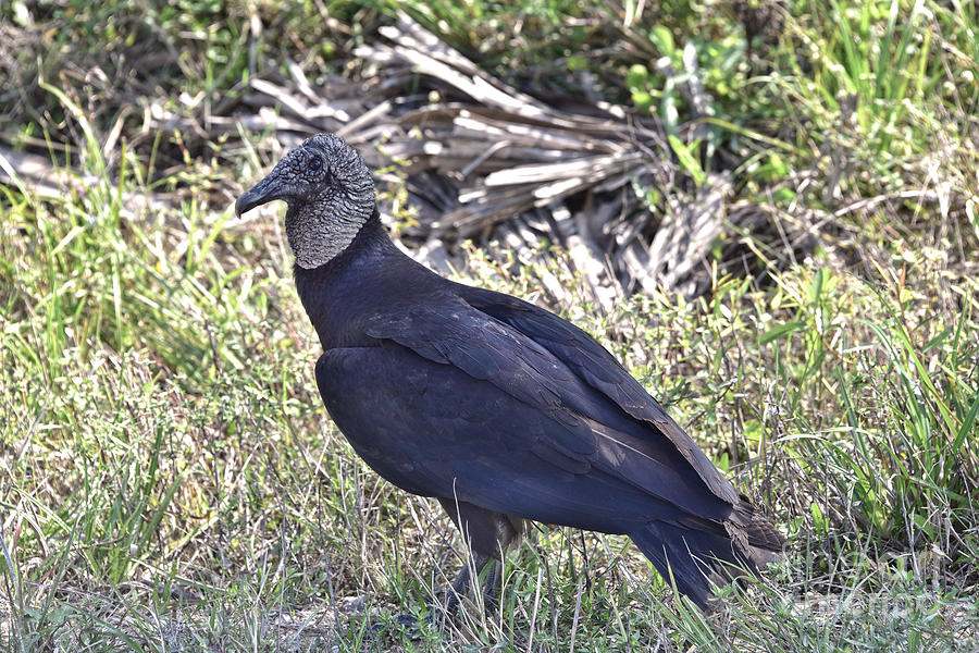 American Black Vulture Photograph