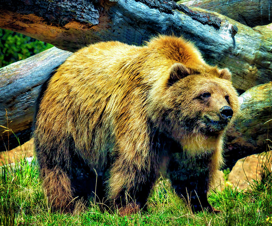 American Brown Grizzly Bear Photograph by Garry Gay