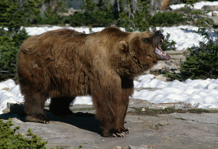 American Brown Or Grizzly Bear Roaring Photograph by Nhpa