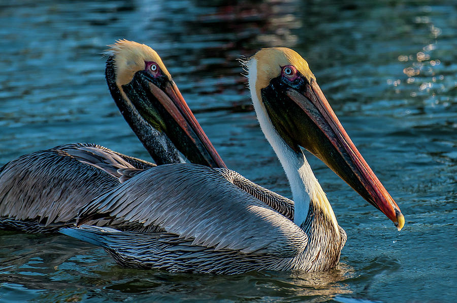 American Brown Pelicans Photograph by Ginger Stein