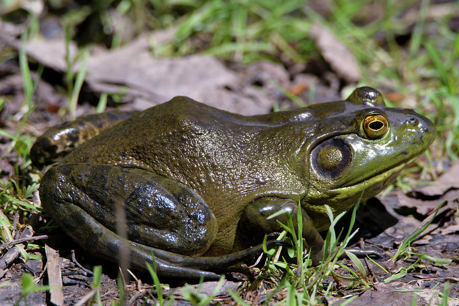 American Bull Frog Photograph by Kathy Gallow