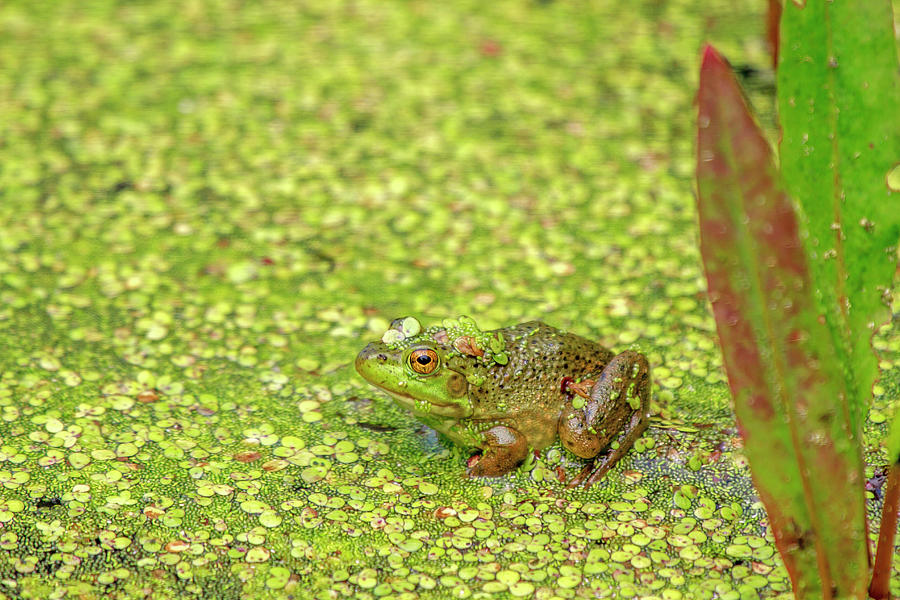American Bullfrog Frog Photograph by Richard A. Whittaker