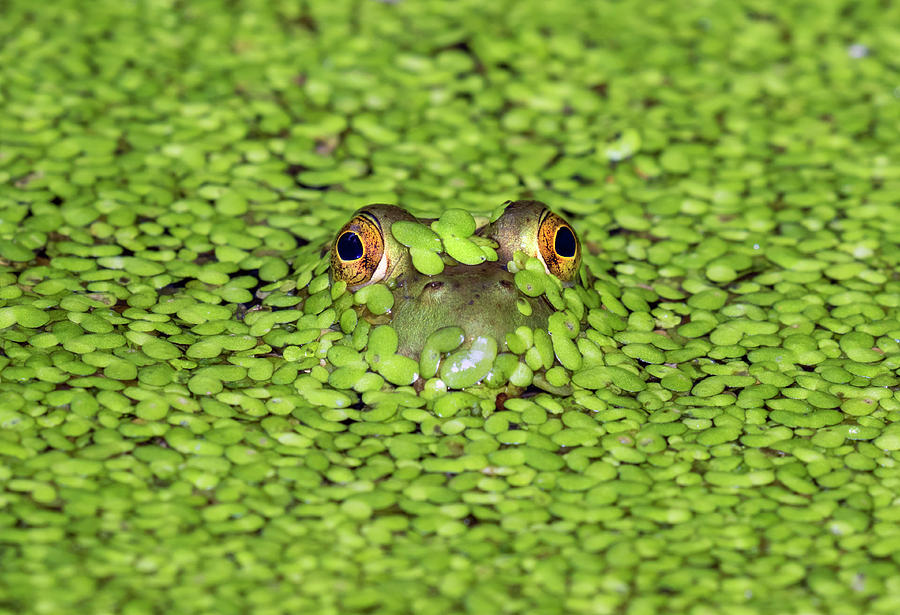 Wildlife Photograph - American Bullfrog In Duckweed by Ivan Kuzmin