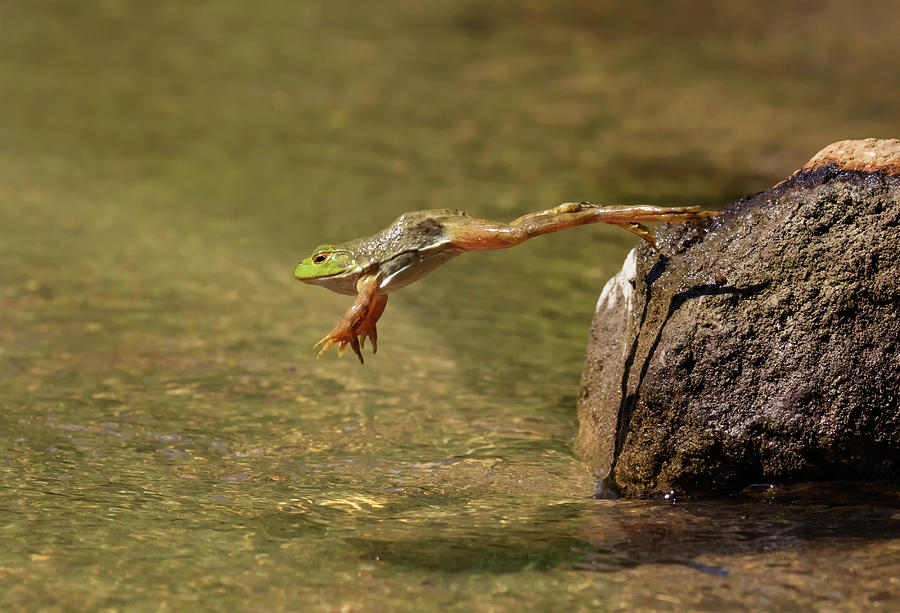 American Bullfrog Jumping Into Lake Photograph by Ivan Kuzmin