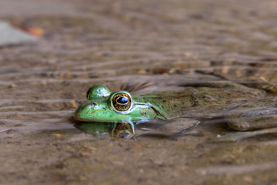 American Bullfrog Lithobates Photograph by Ivan Kuzmin - Fine Art America