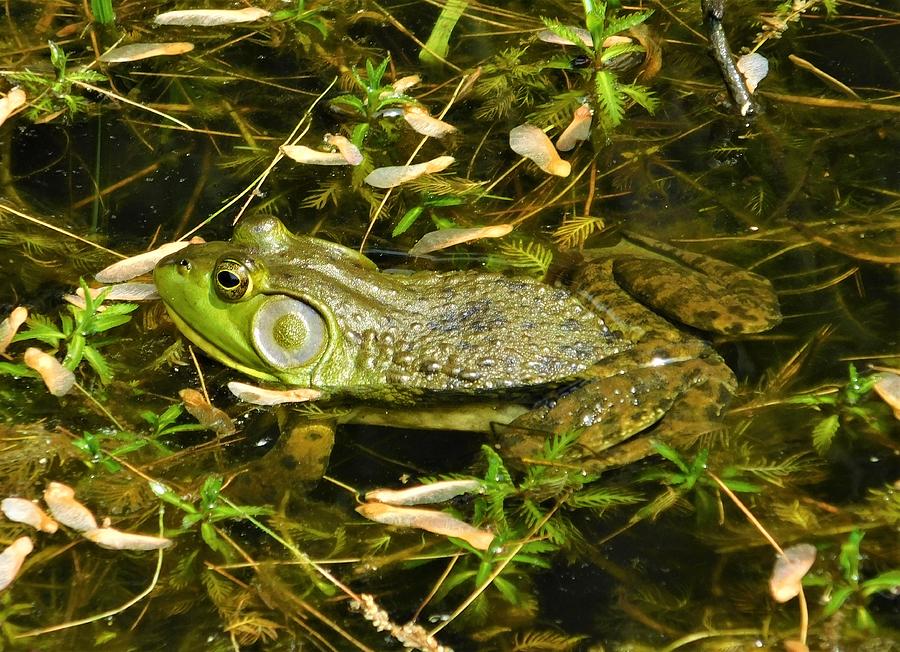 - American Bullfrog  Photograph by THERESA Nye