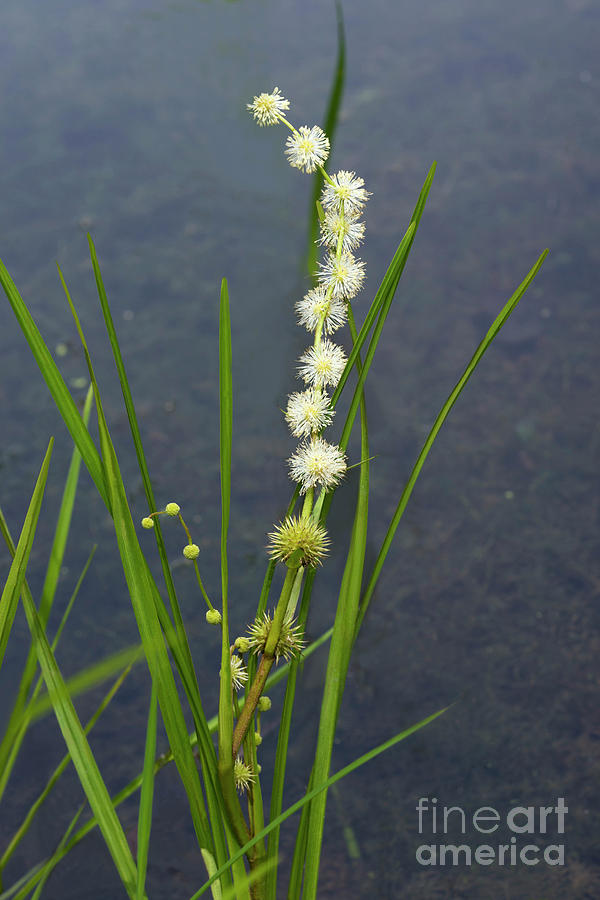 American Bur-reed Plant (sparganium Americanum) Photograph by Dr. Nick ...