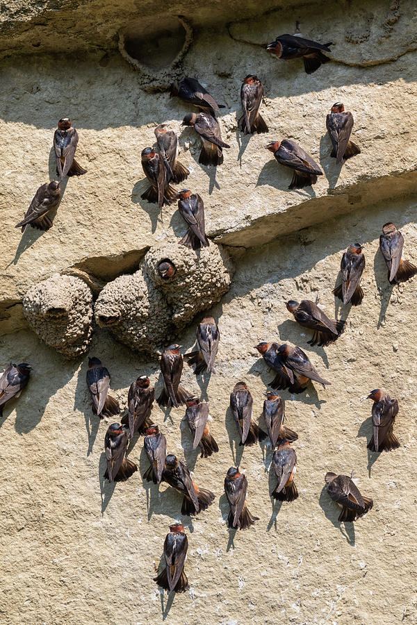 American Cliff Swallows Photograph by Ivan Kuzmin