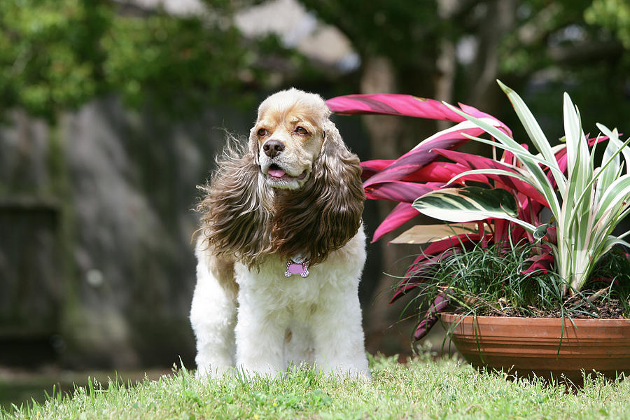 can a american cocker spaniel and a schapendoes be friends