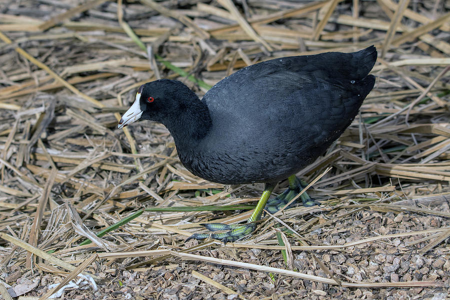 American Coot 0283-010519 Photograph by Tam Ryan