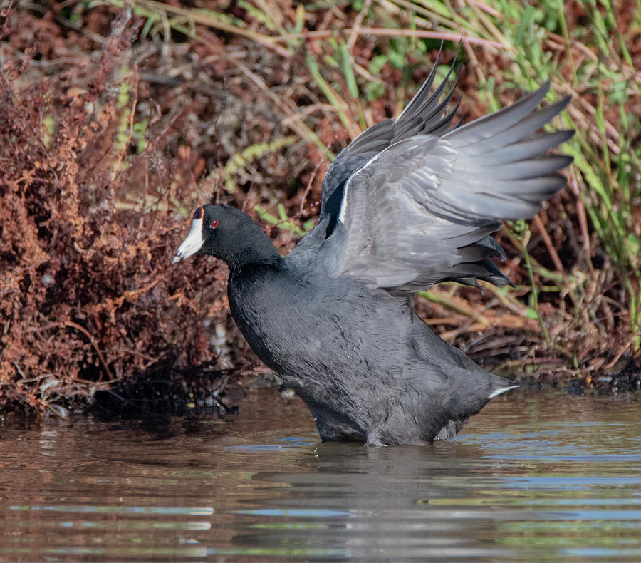 American Coot 1599-101819 Photograph by Tam Ryan