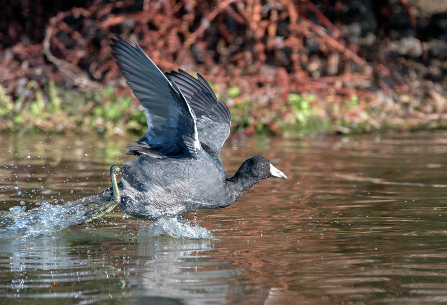 American Coot 2096-102019 Photograph by Tam Ryan