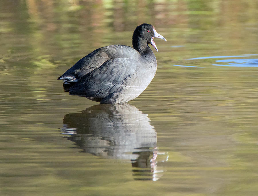American Coot 2892-012819 Photograph by Tam Ryan