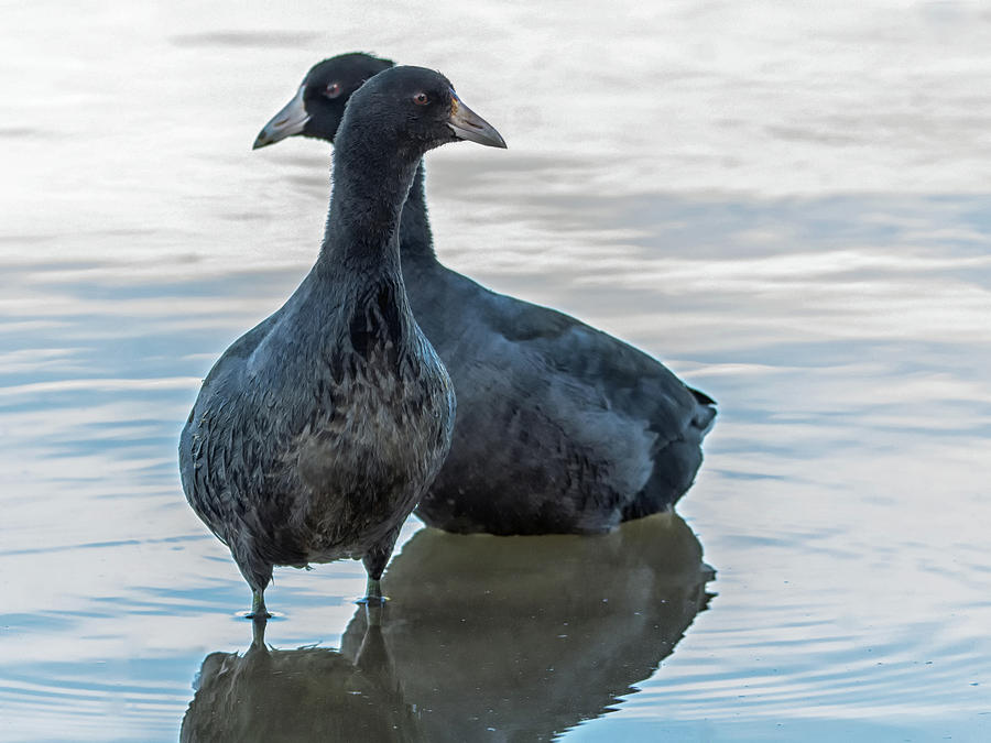 American Coot 6921-103018-1cr Photograph by Tam Ryan