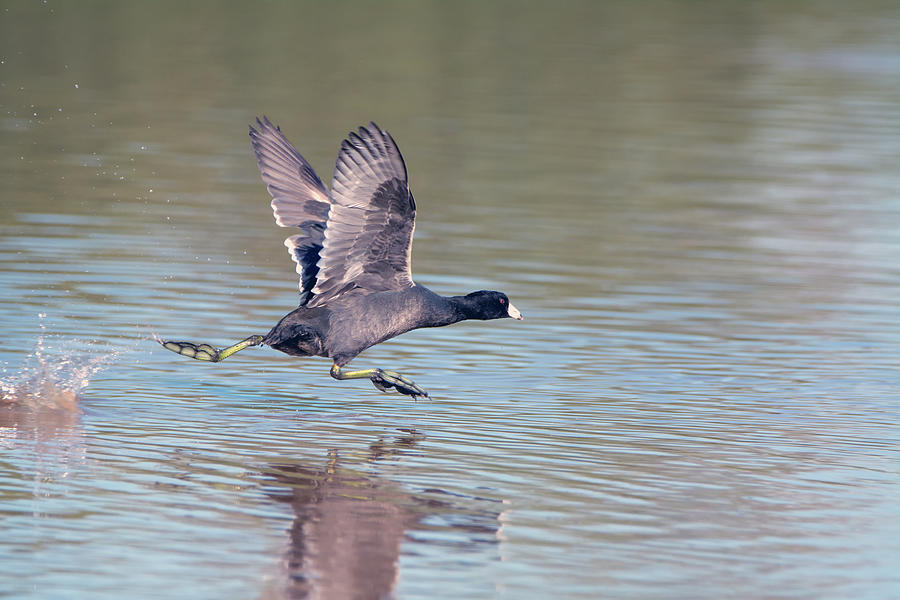 American Coot 7470-110118 Photograph by Tam Ryan