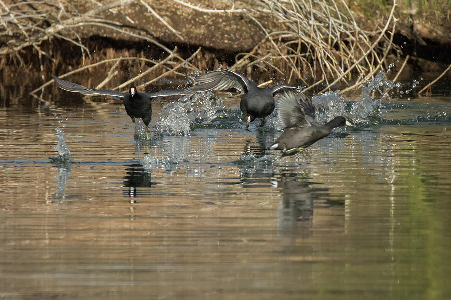 American Coot Chase 0506-010719 Photograph by Tam Ryan
