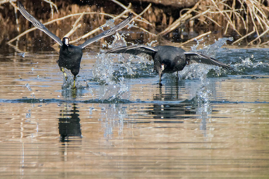 American Coot Chase 0507-010719 Photograph by Tam Ryan