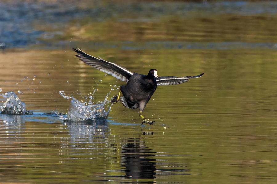 American Coot Chase 0513-010719 Photograph by Tam Ryan