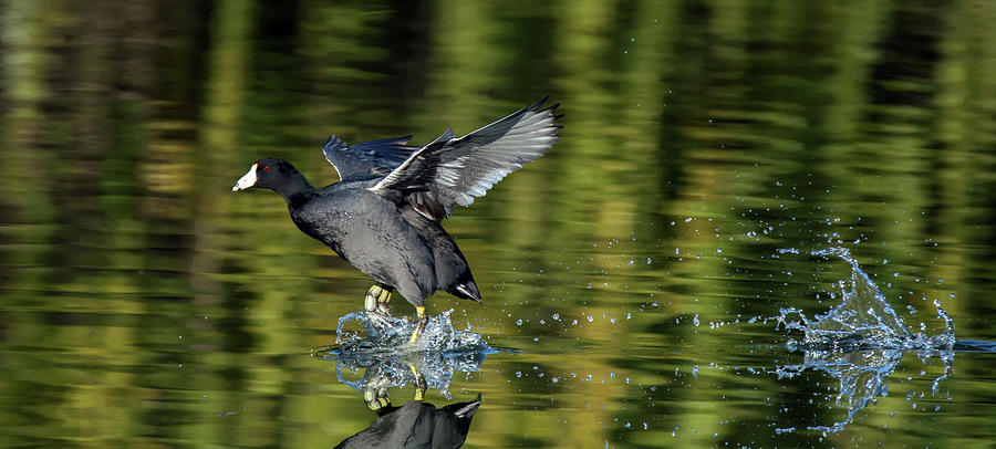 American Coot Chase 0523-010719 Photograph by Tam Ryan