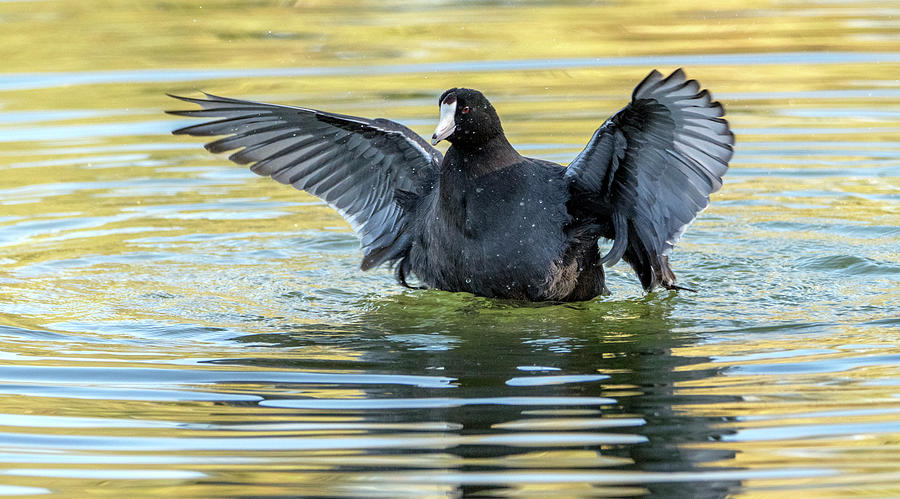 American Coot Fight 2183-102019 by Tam Ryan American Coot Fight 2183-102019 by Tam Ryan