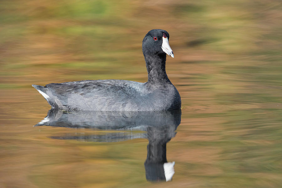 American Coot, Fulica Americana Photograph by James Zipp - Fine Art America