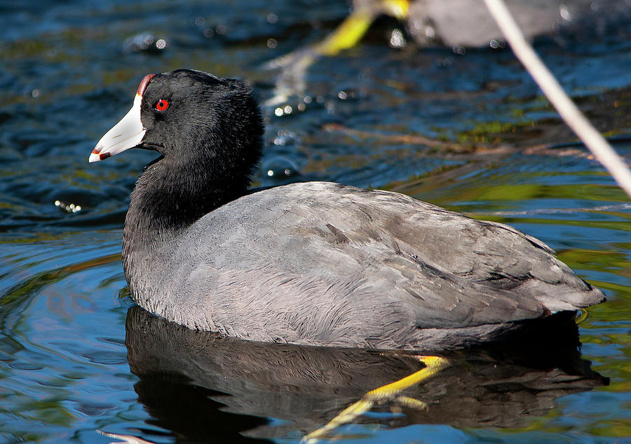 American Coot Photograph by Gene Bollig