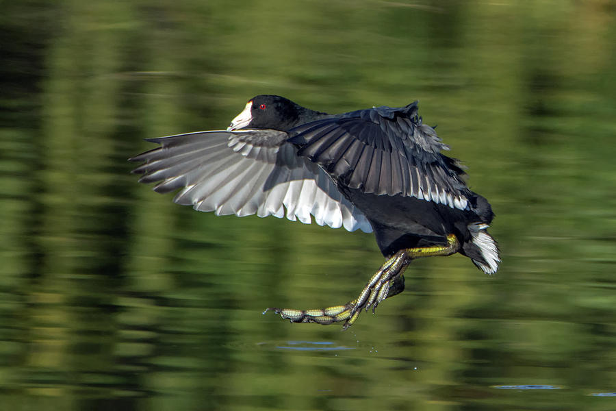 American Coot in Flight 0522-010719-1 Photograph by Tam Ryan