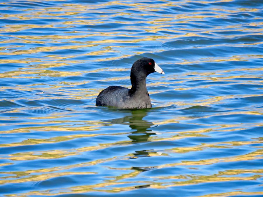 American Coot on Ayers Lake Photograph by Judy Kennedy