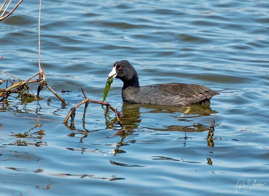 American Coot Photograph by Phil S Addis
