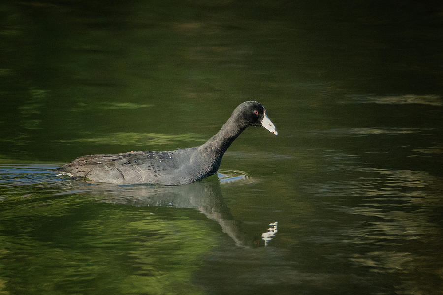American Coot Reflection 0474-010719-1 Photograph by Tam Ryan
