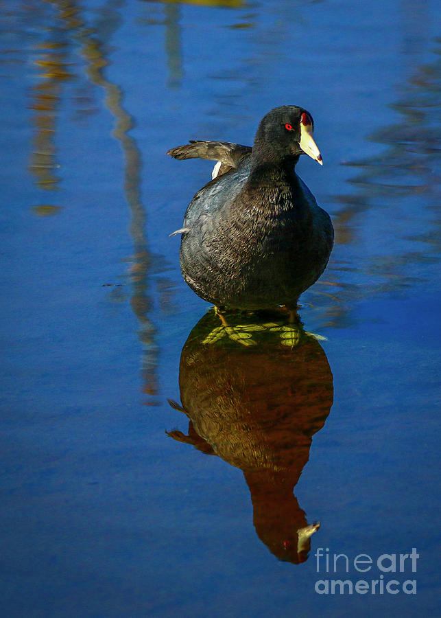 American Coot Reflection Photograph by Tom Claud