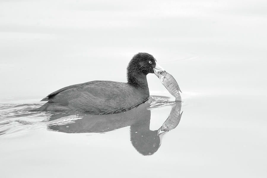 American Coot With Fish 6028-113017-3cr-bw Photograph by Tam Ryan
