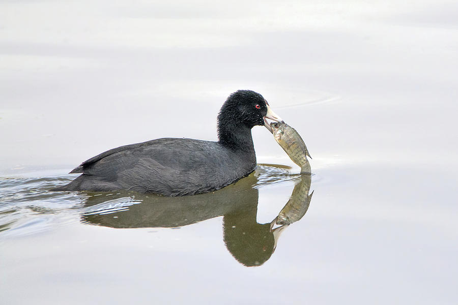 American Coot With Fish 6028-113017-3cr-color Photograph by Tam Ryan