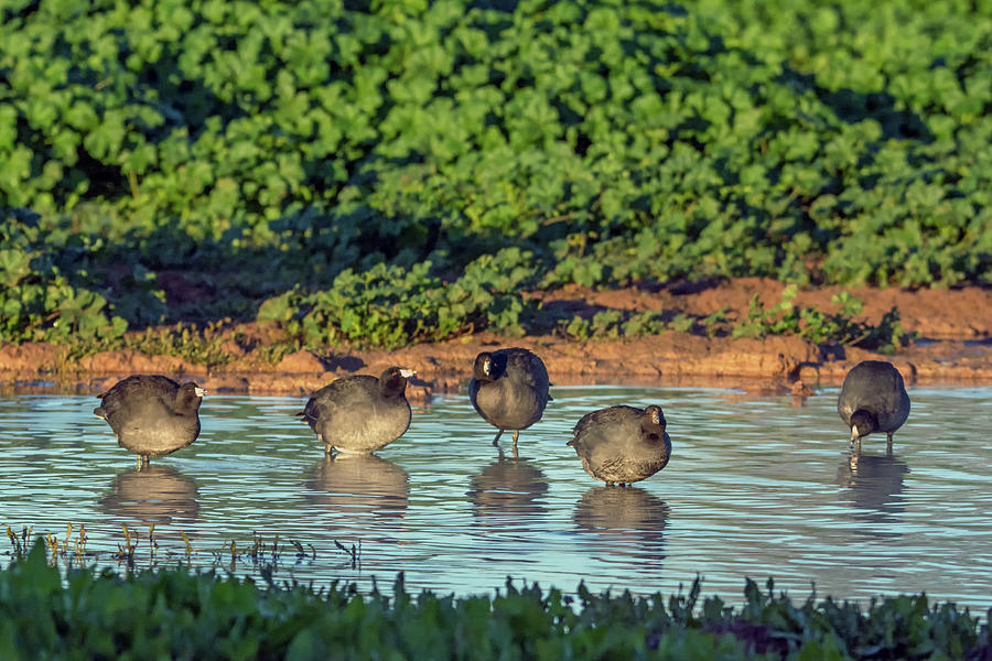 American Coots 6244-121818-1 Photograph by Tam Ryan