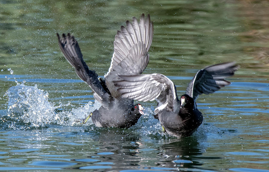 American Coots Chase 2623-102319 Photograph by Tam Ryan