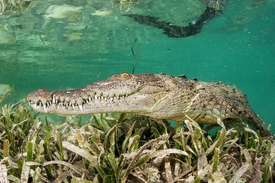 American Crocodile In Seagrass Bed. Jardines De La Reina / Photograph ...