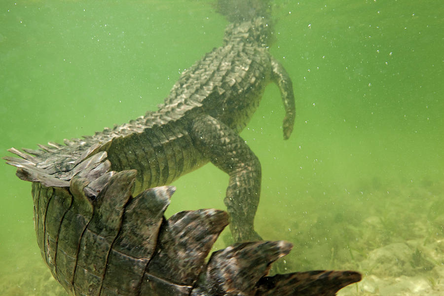 American Crocodile Resting At Surface In Shallow Water, Mexico ...