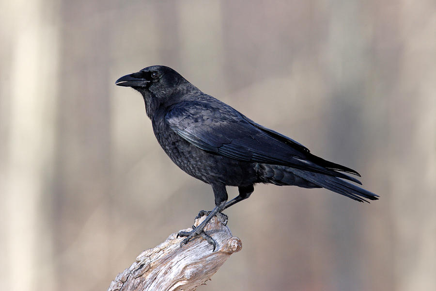 American Crow Photograph by James Zipp - Fine Art America