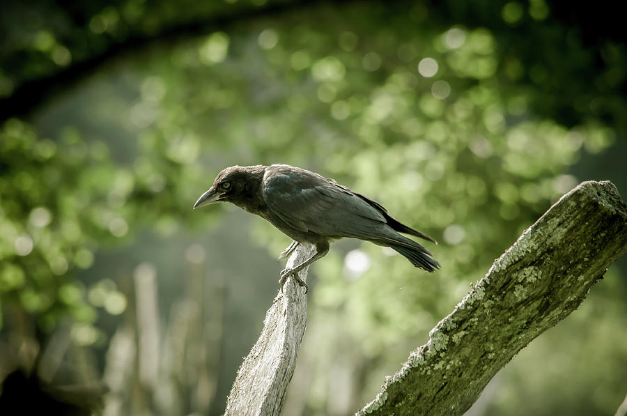 American Crow Photograph by Joe Leone