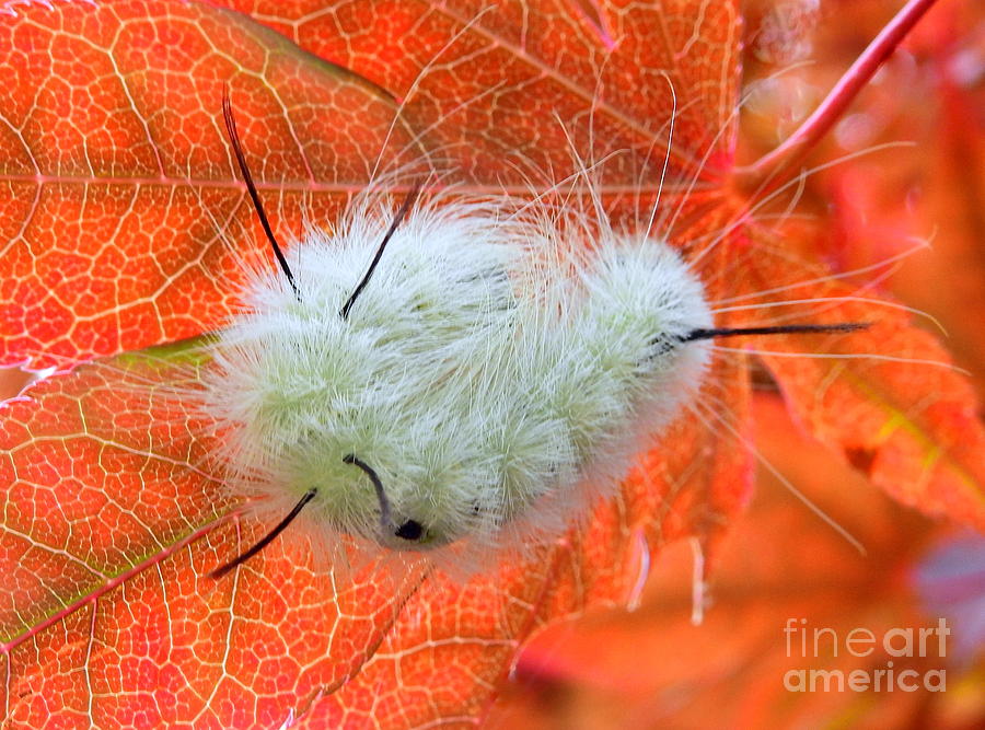 Fall Photograph - American Dagger Moth by Carol Komassa